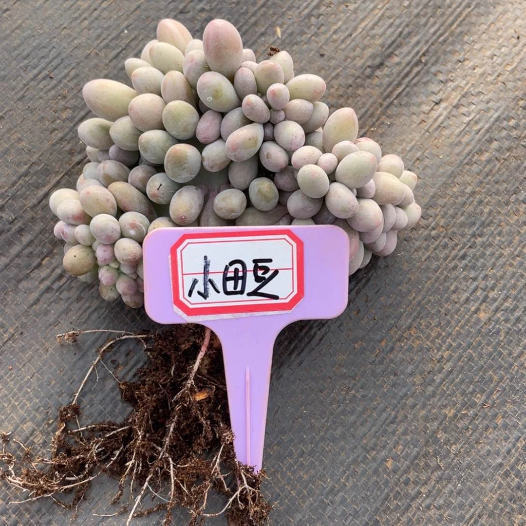 小*豆姐姐说她真的不是一般