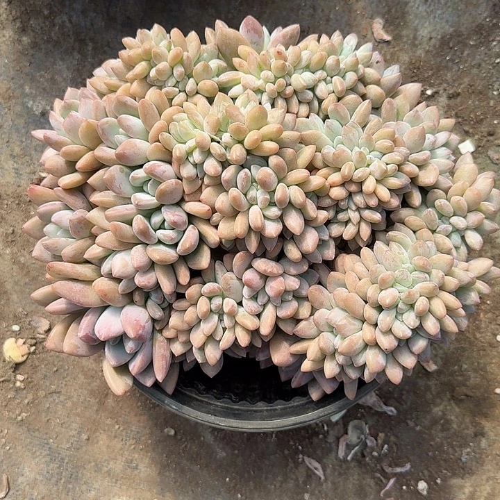 奥普缀化多肉植物提取精华