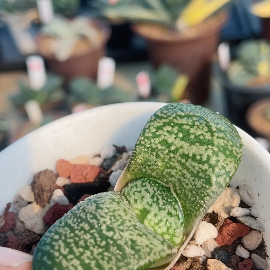 847卧牛实生珍珠釉带盆发货