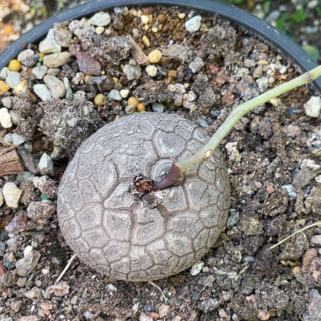 无花朵南非龟甲龙