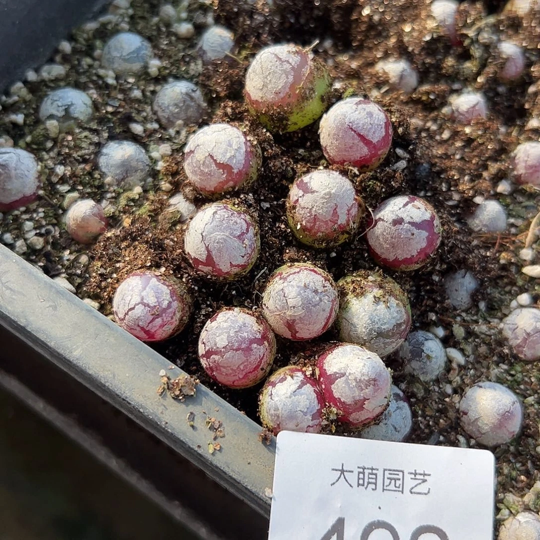 量拍以下1颗。   492