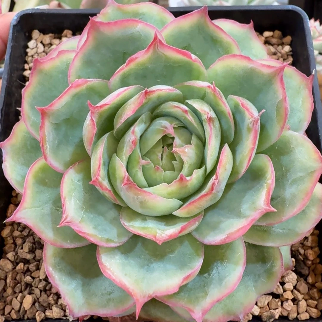 侧影玫瑰 安吉园艺