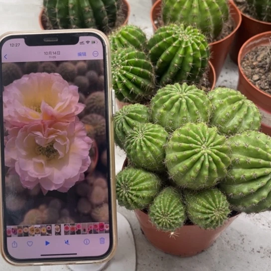 彩草比心多头群生