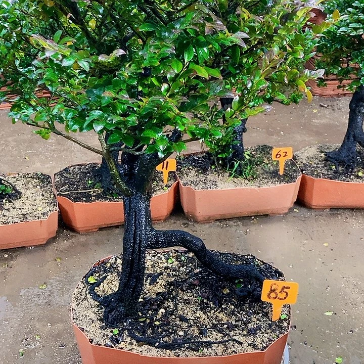 无花朵小叶紫檀木