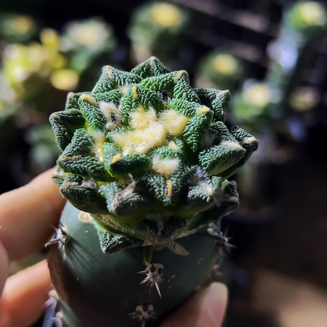 无花朵福利颗粒黑牡丹150