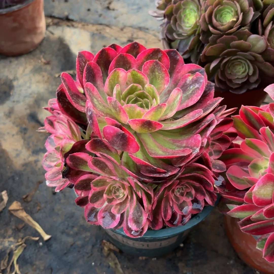 倾城手捧9.9法师多肉嫩