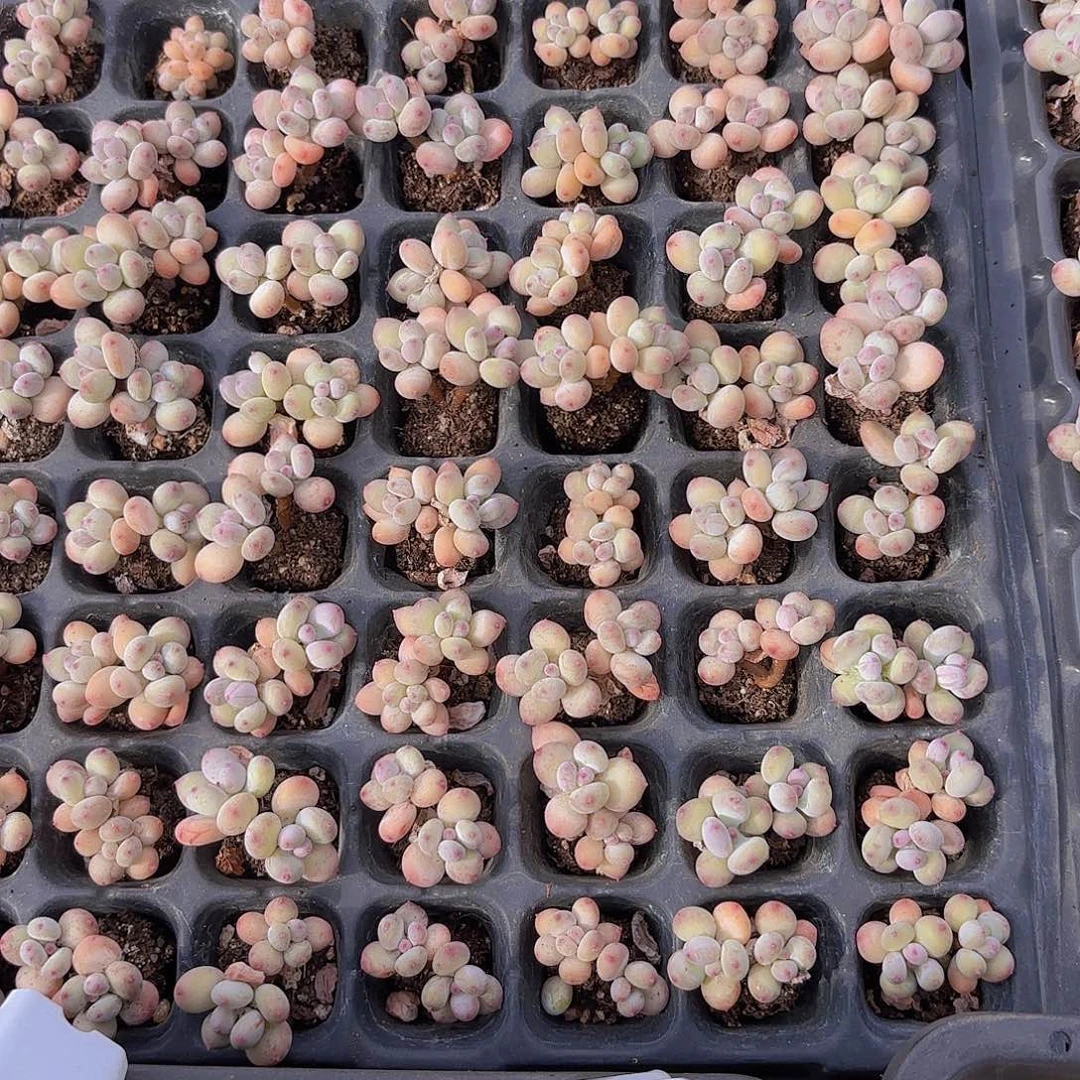 两颗萤火虫老桩一组