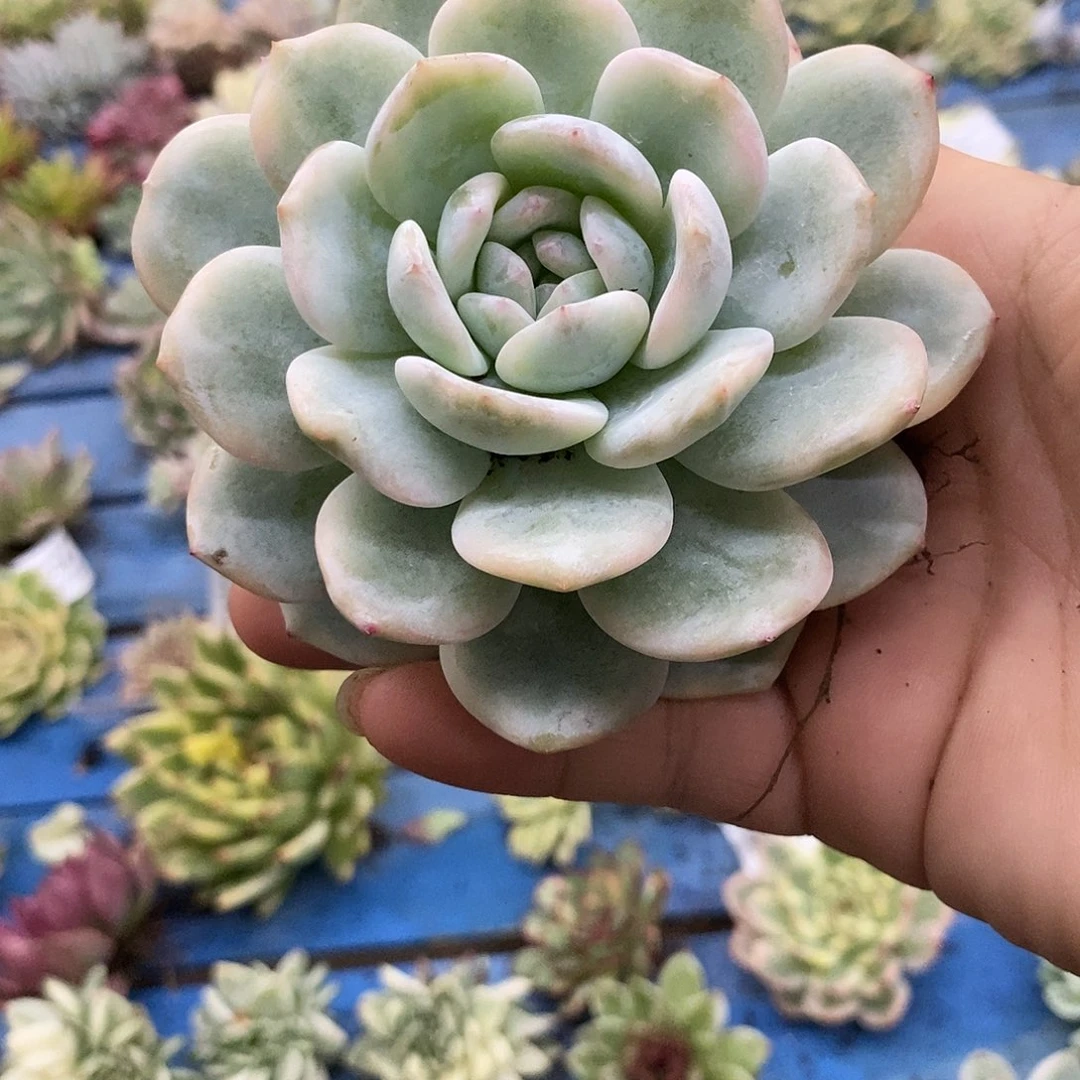 634梦露锦多肉植物哇啦塞