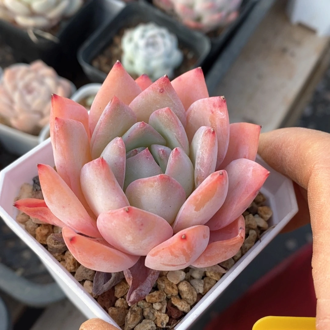 精品多肉一物一拍不包整61