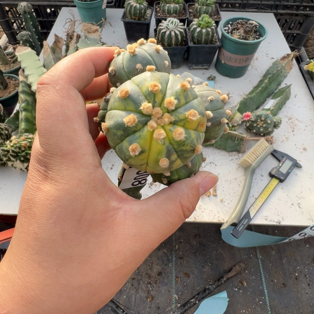 苗接散斑兜锦仙人球308号