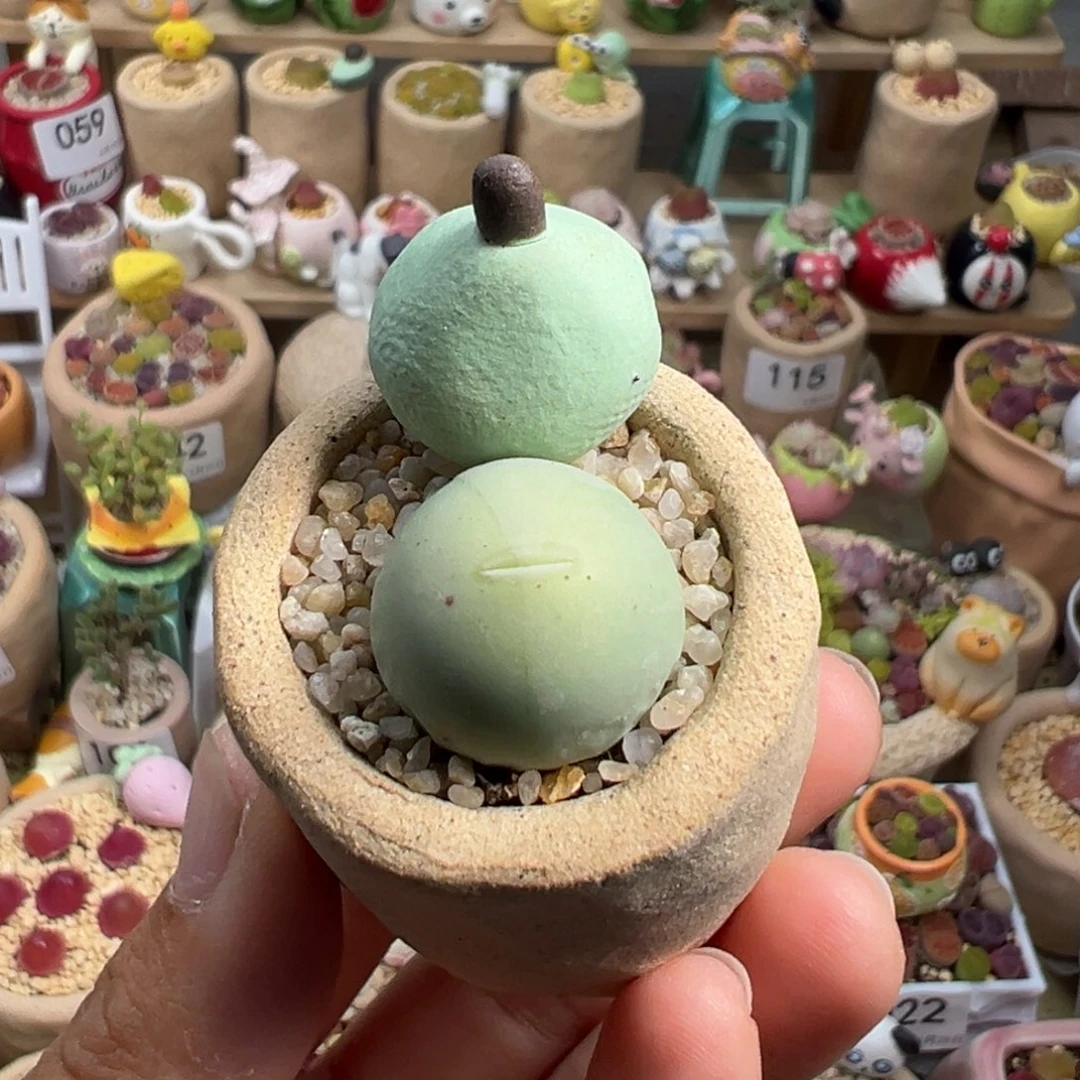 多肉植物124号鸽子蛋