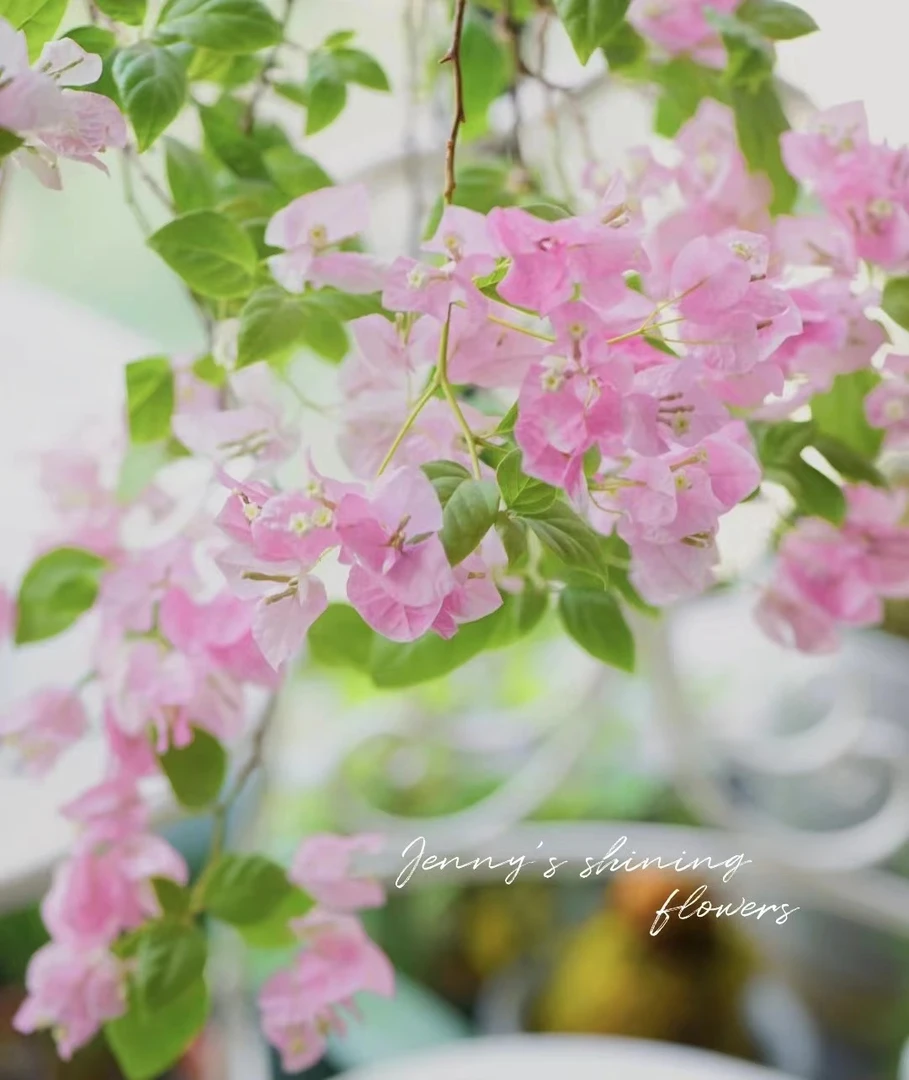 【广红樱】【终身包对版】三角梅四季开花爬藤飘枝好养护【无售后】