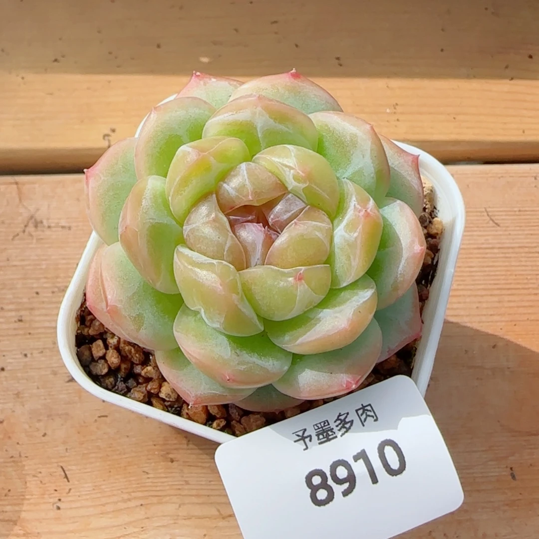 栀子花，8910多肉植物