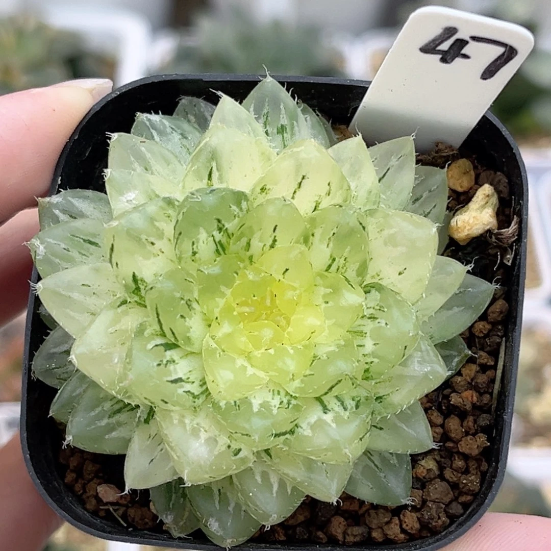 47翠云锦福利专场