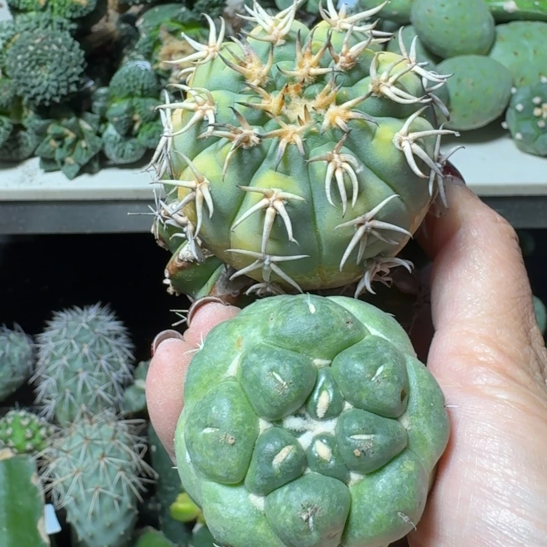 【闪购商品】无花朵福利猫爪锦➕无刺象牙组合福利