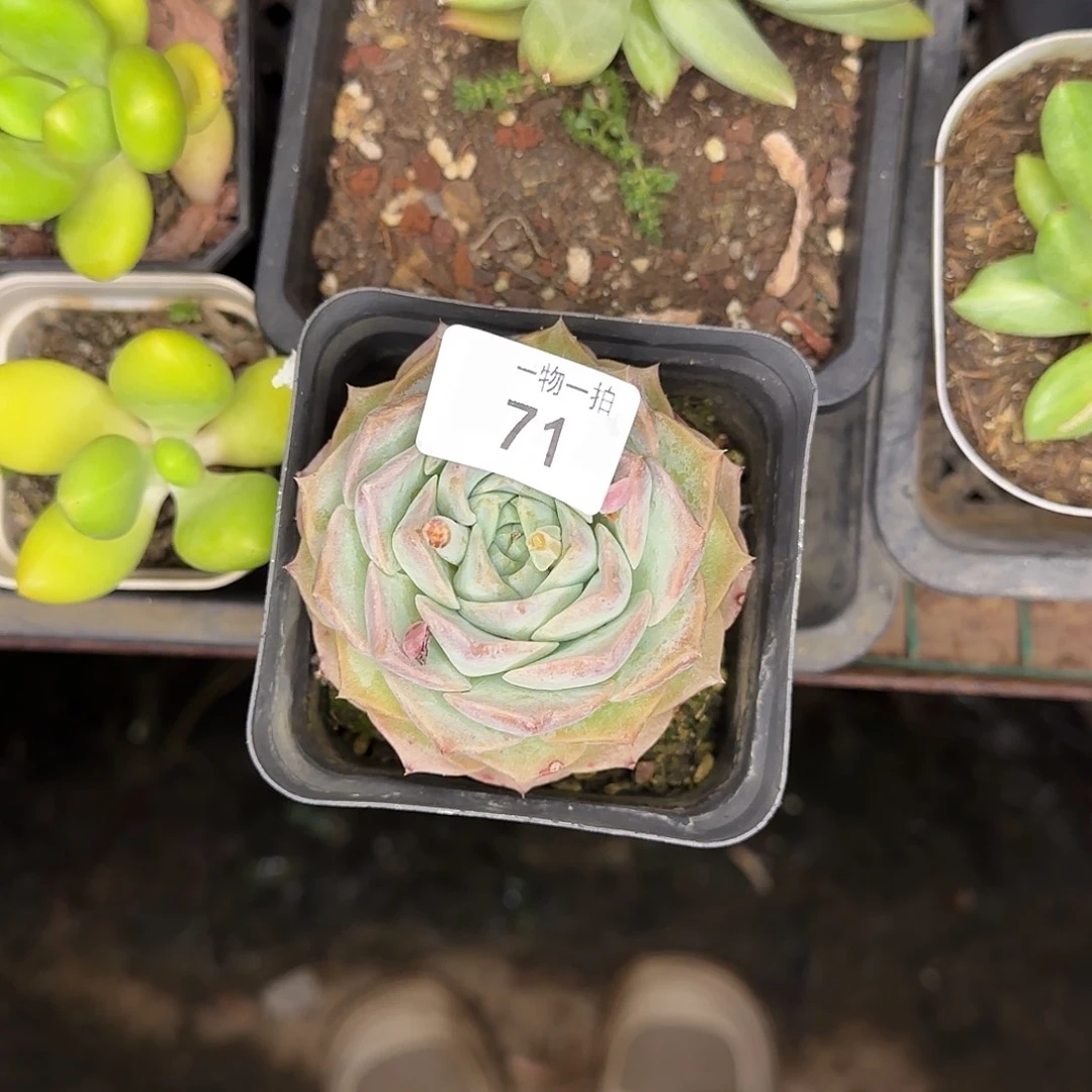 花**梦71号 一物一拍
