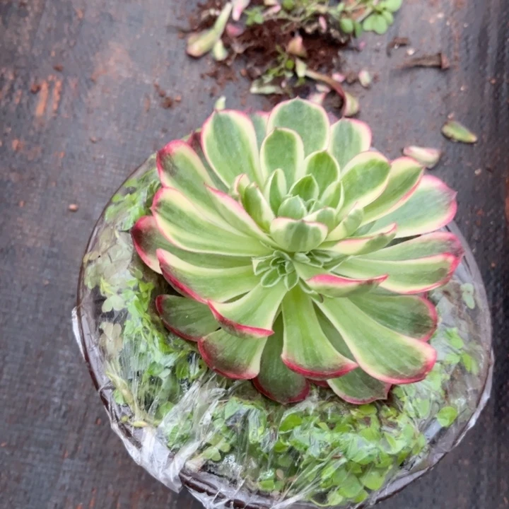 海王手捧多肉植物