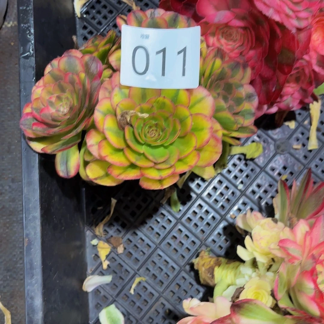 露*。多肉植物福利来011