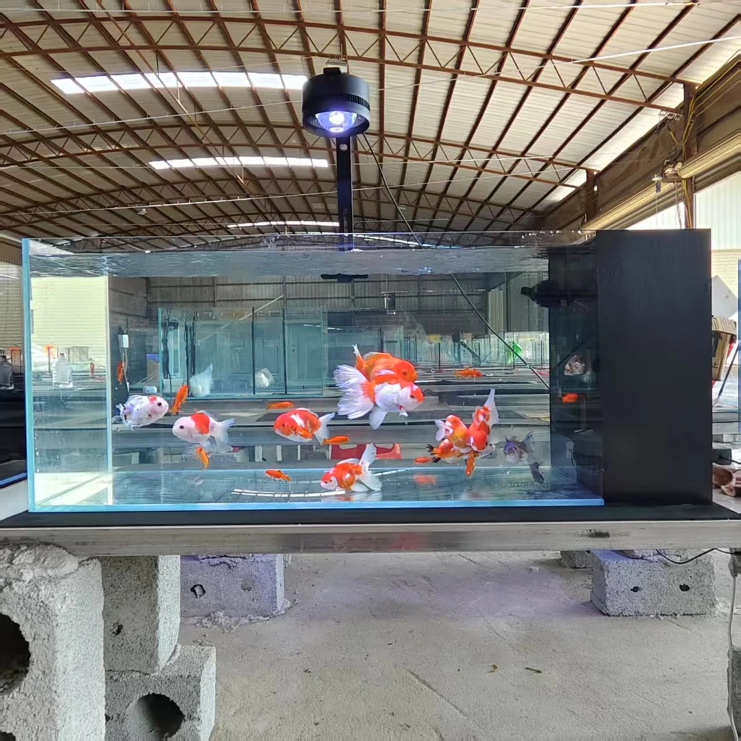 90长*50宽*30高金晶超白新款侧滤鱼缸 一体式带雨淋式干湿分离盒