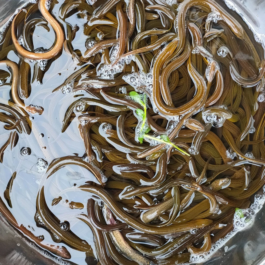 鄱阳湖稻田野生土黄鳝野生黄鳝肉紧味美顺丰冷链鲜活到家