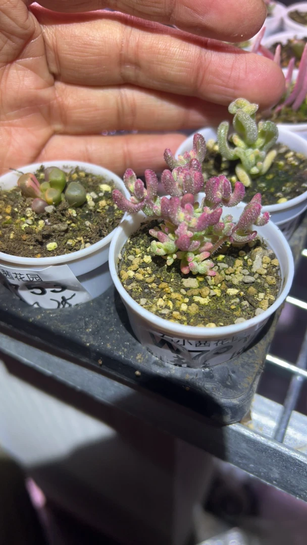 新新-五十铃玉锦超白红宝石锦-多肉植物枝干番杏