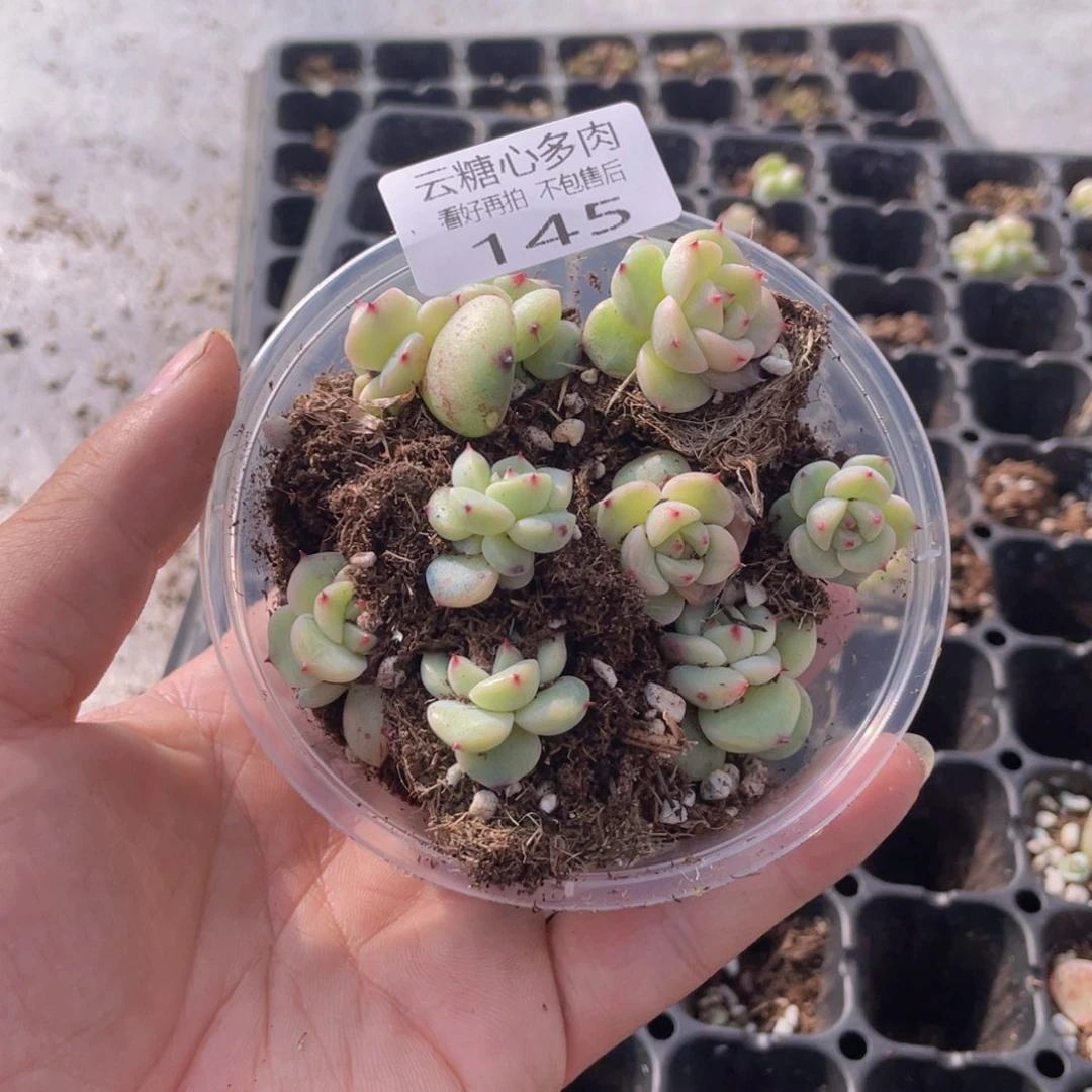 云糖心多肉植物145