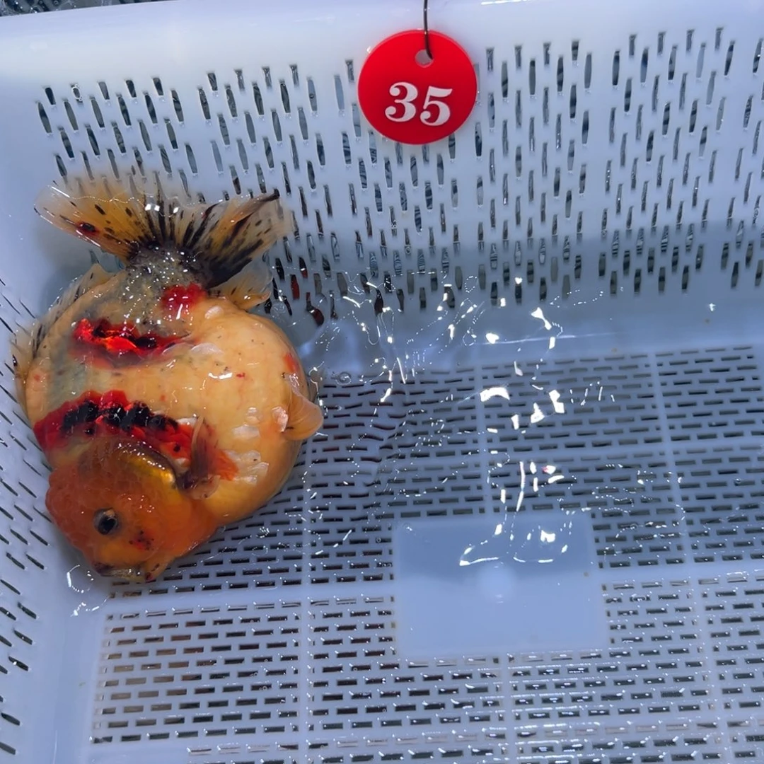 小****海水鱼你好微瑕好可爱好好看