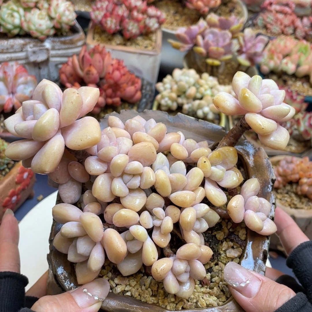 丸叶特洛伊多头群