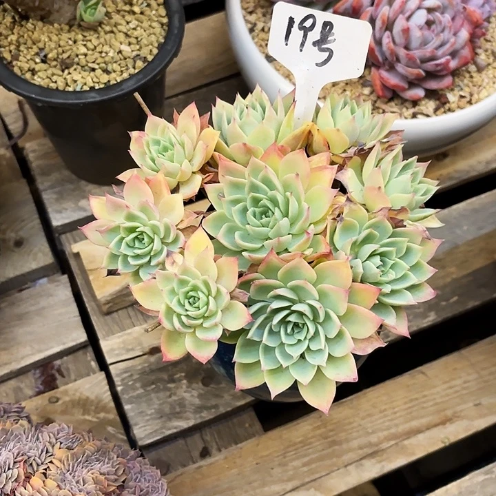 多肉植物，三色景19号