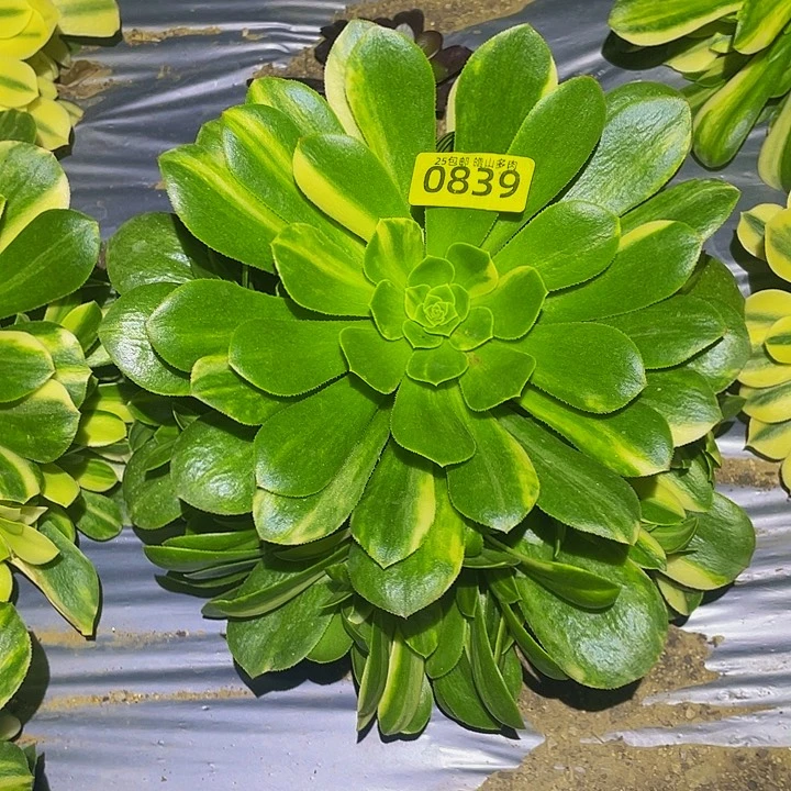 839五彩琉璃多肉植物