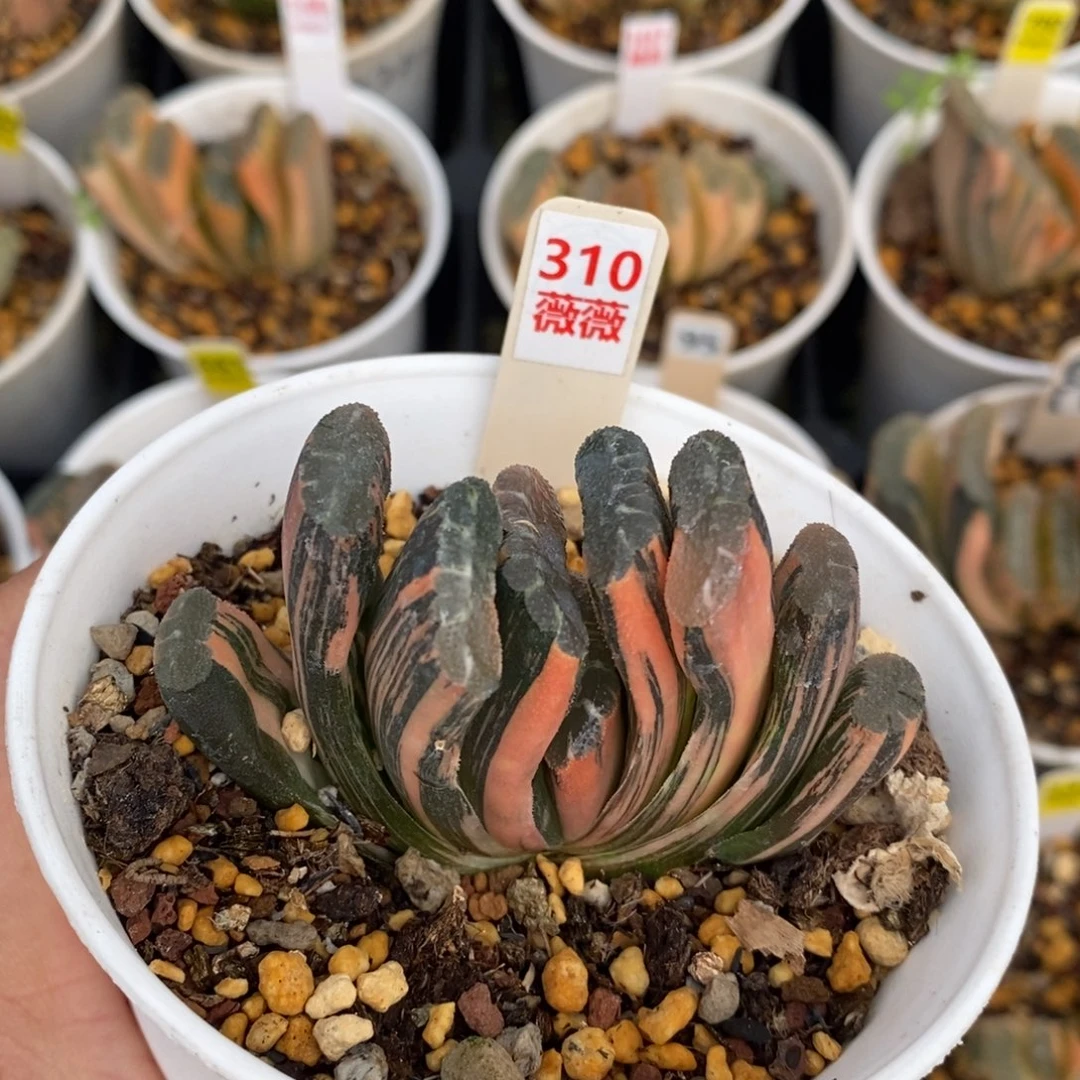 不开花植物310赤斑