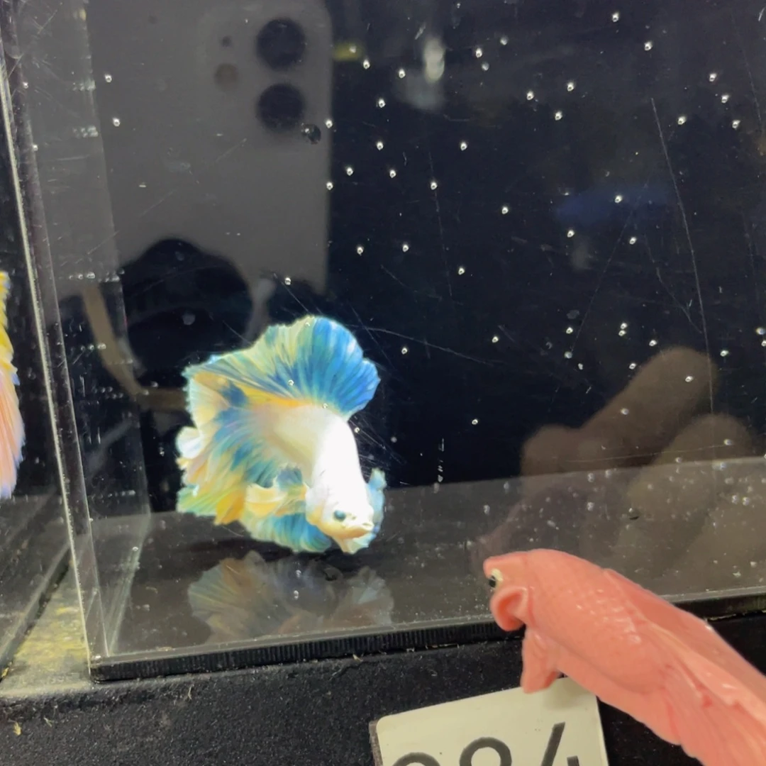 斗鱼概查哈哈啊，284