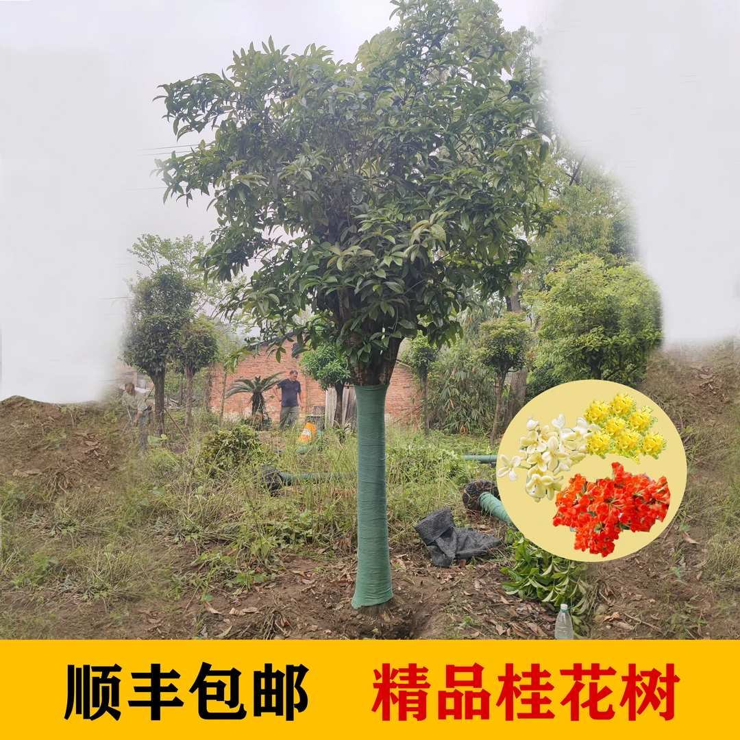 精品老桩桂花树丹桂金桂四季桂庭院别墅常青浓香型绿植观赏造型树