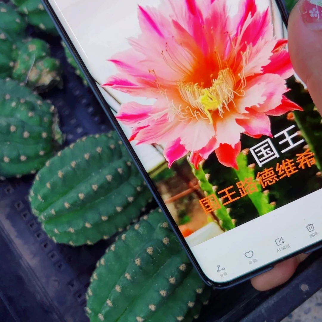 下12毛国王歪无根侧芽6公分左右20包邮