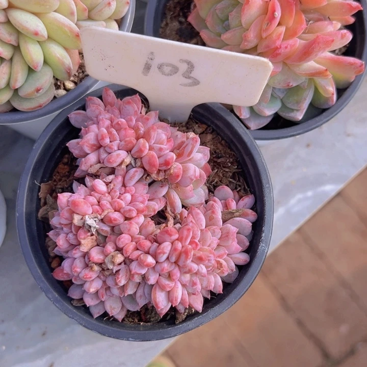 健健康康平平安安