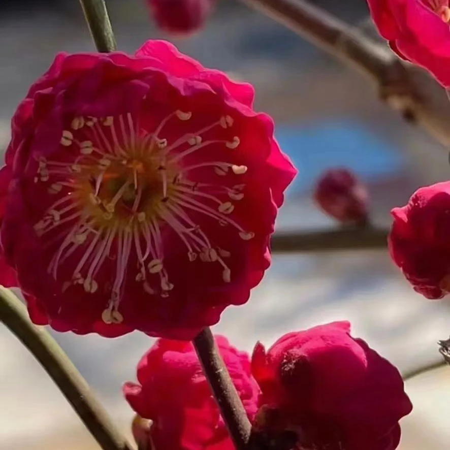 梅花盆栽  一颗