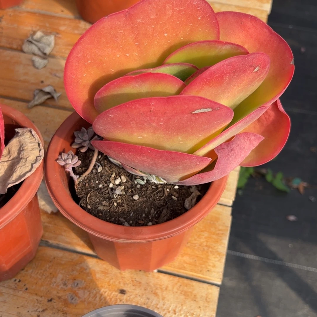 多肉植物单头唐印