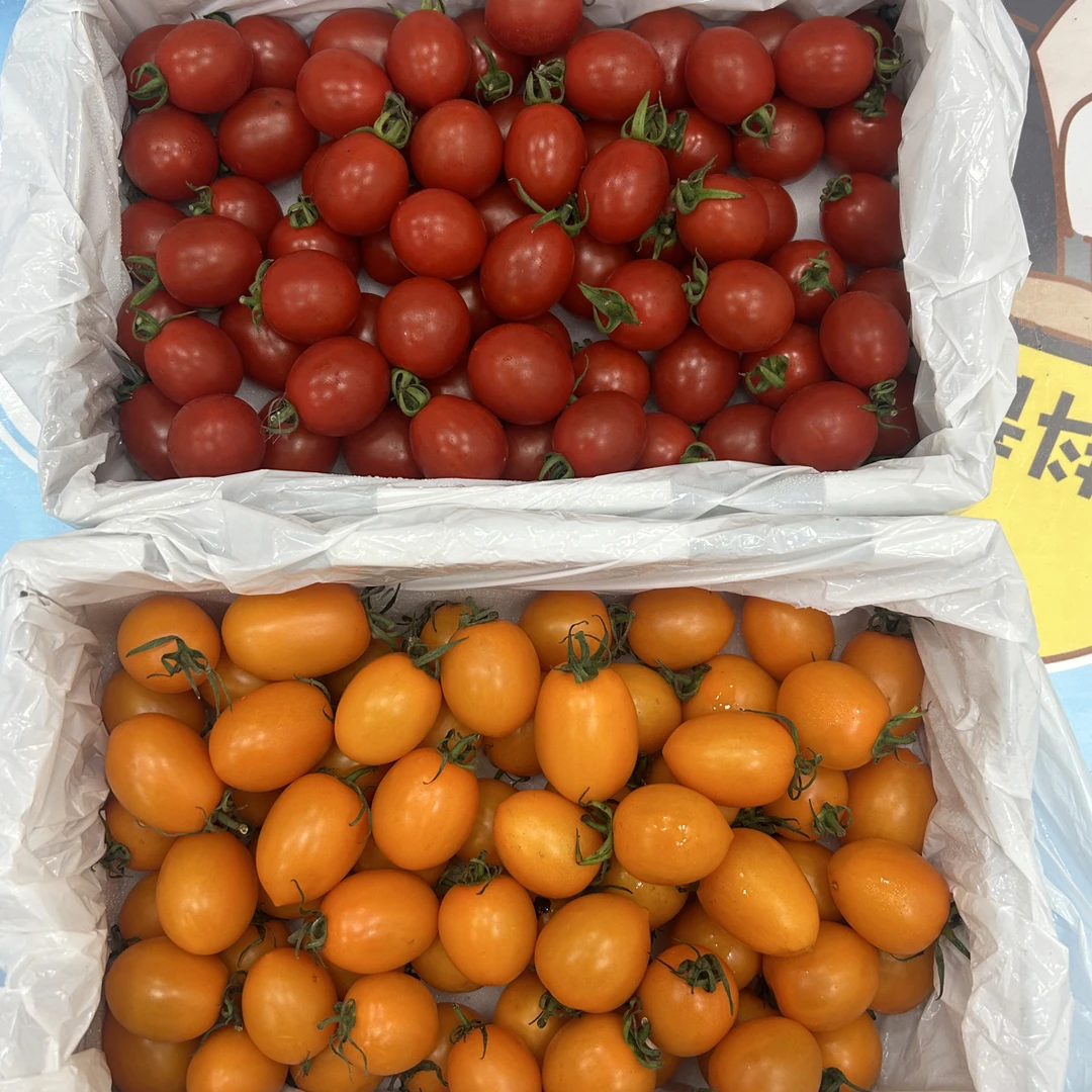 新鲜玲珑小番茄（单盒2斤装）黄色樱桃小番茄海南省