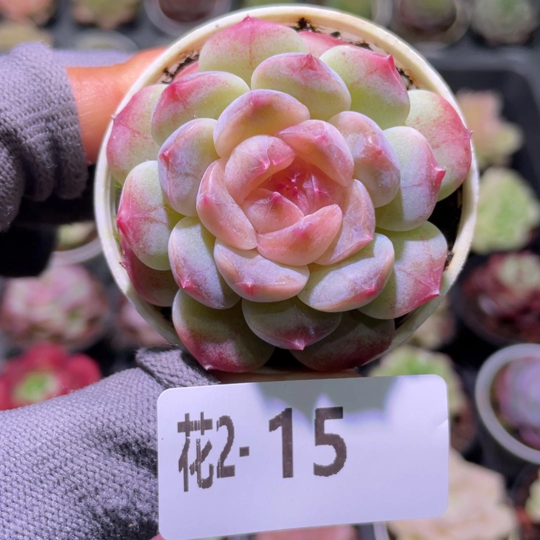 花利美  2-15秘境冰魄