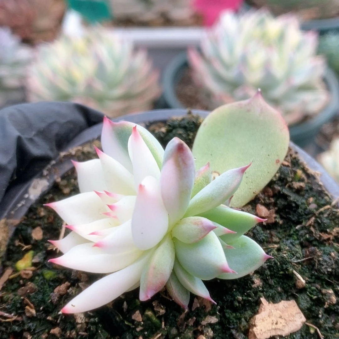 078锦锦锦锦锦锦锦