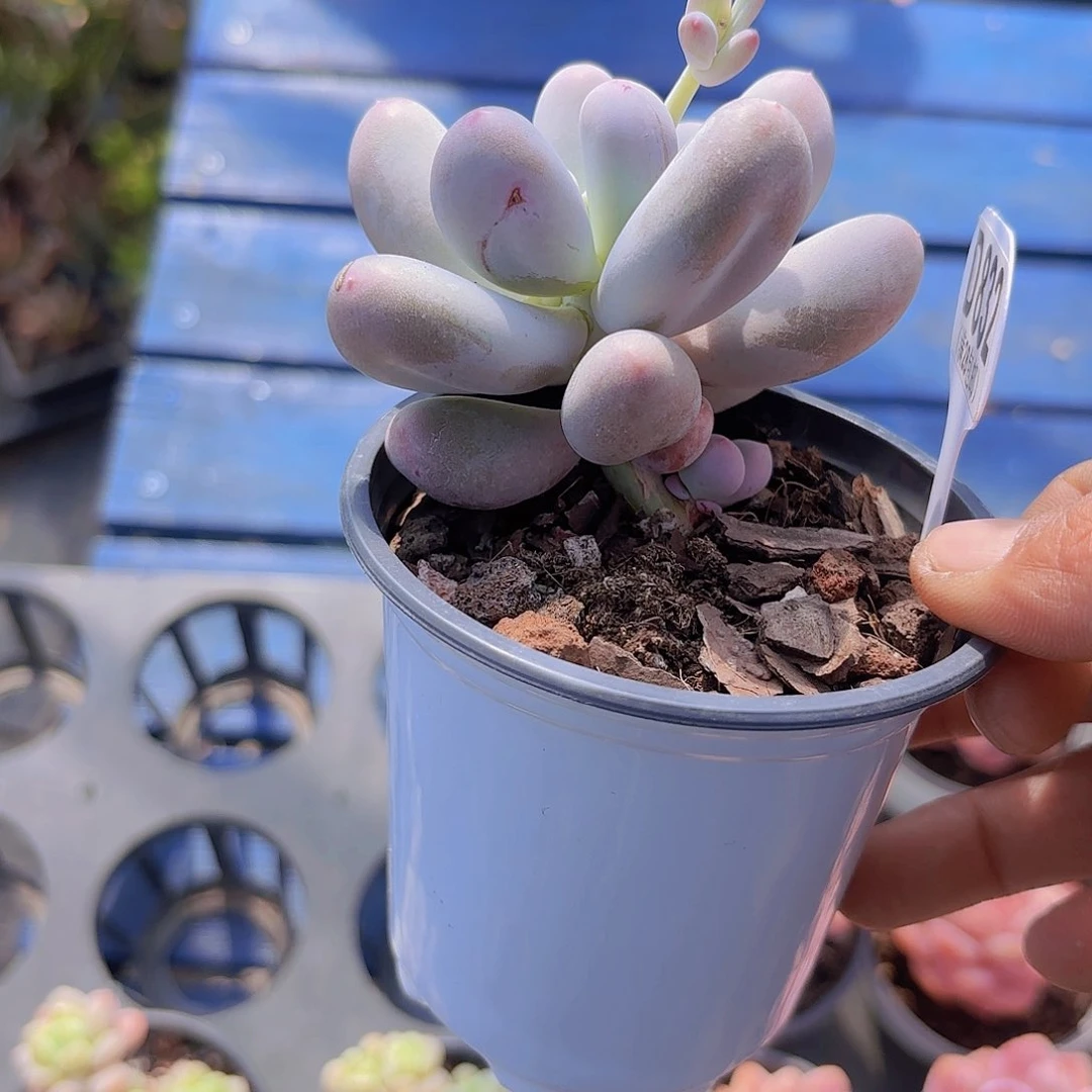 D835Mike奶一物一拍