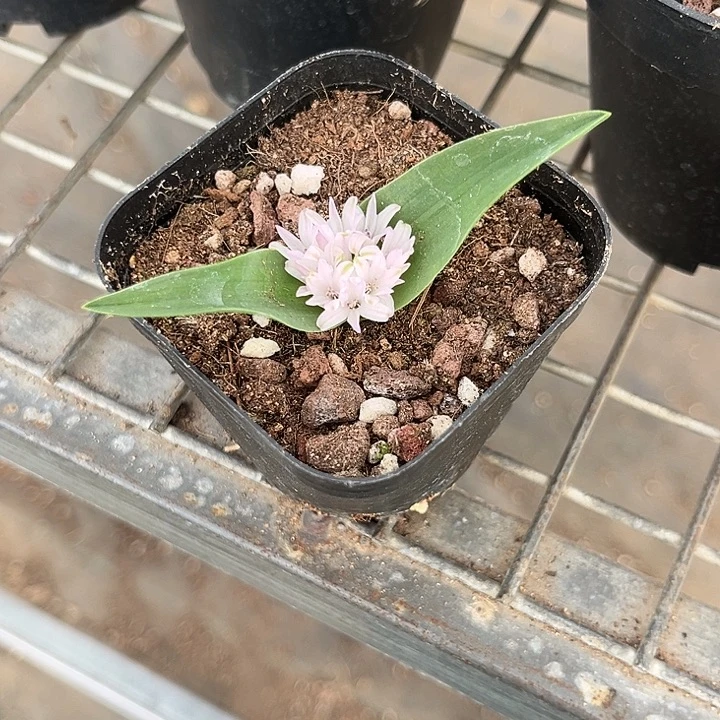 我也不知道我为什么要这样