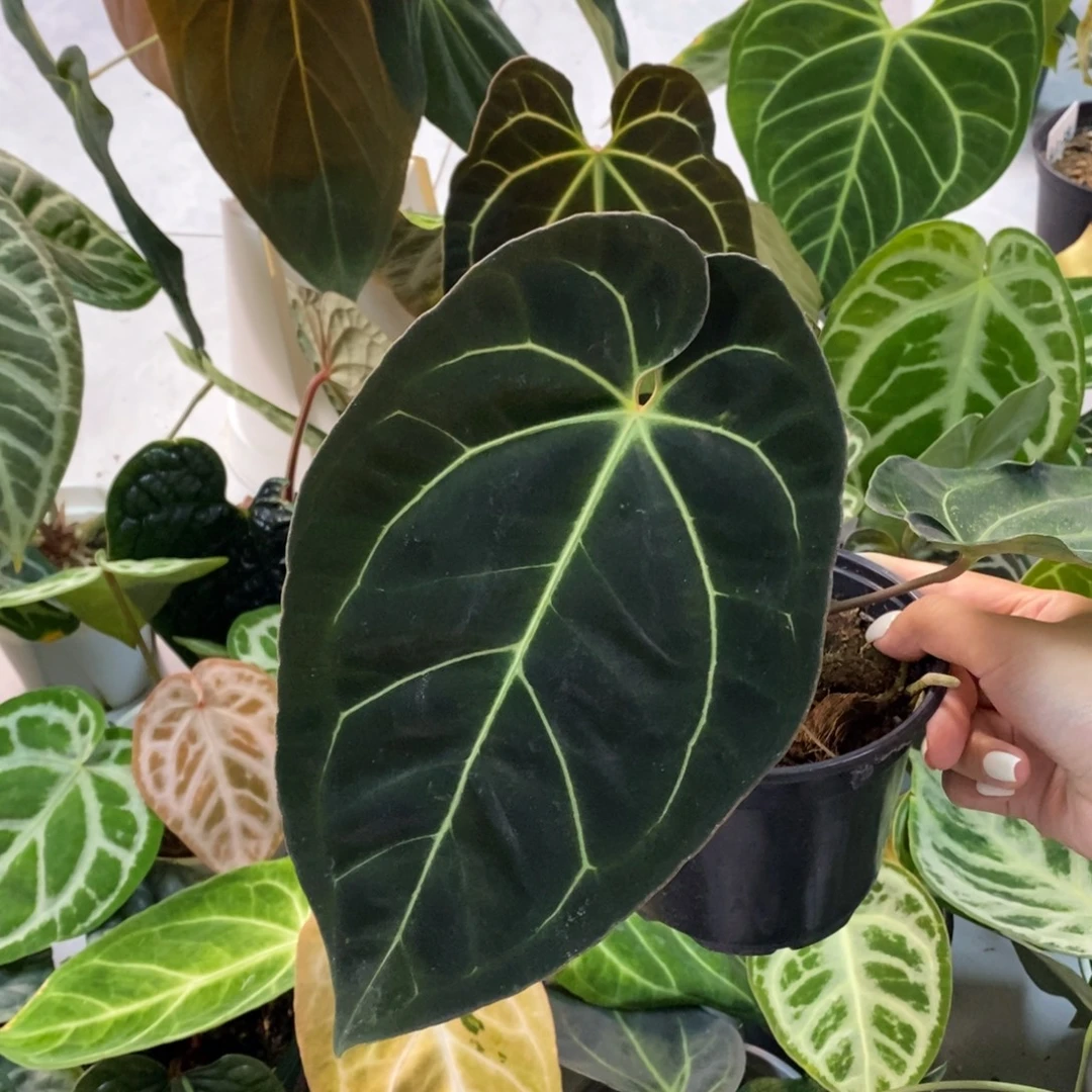 不开花植物黑贝斯
