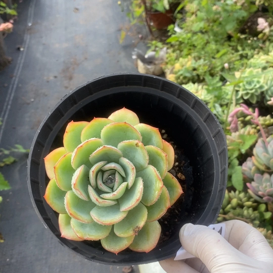 2811晨露单头一物一拍