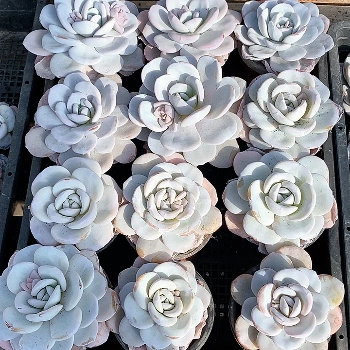 卡***拉7-61号一物一拍due