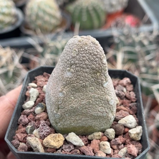 当前无花栽培后可以开花实生鳞蹄玉