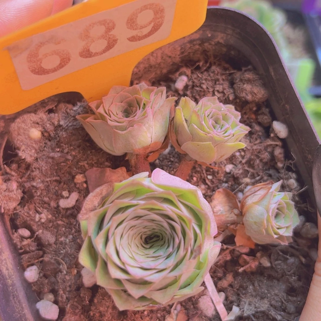 689山地玫瑰绿色