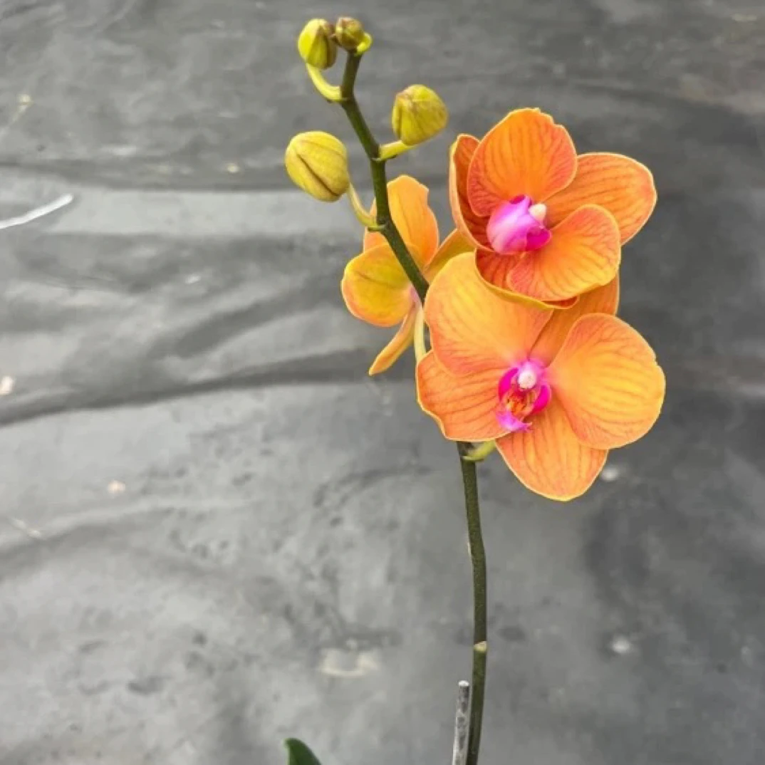 鲜花《博洛尼亚》蝴蝶兰云南源头基地直发