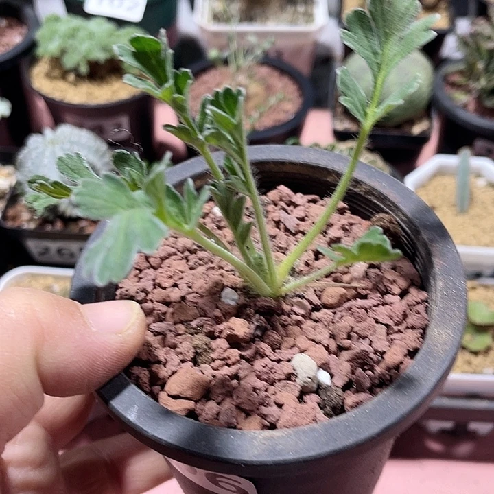 296红花杨葵块根，