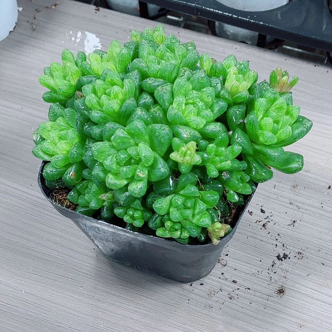 宝草玉露一勿一拍